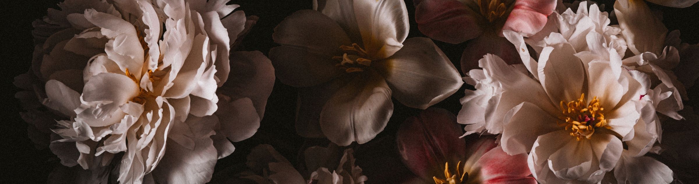 Helle Blumen sind vor einem dunklen Hinzergrund zu sehen