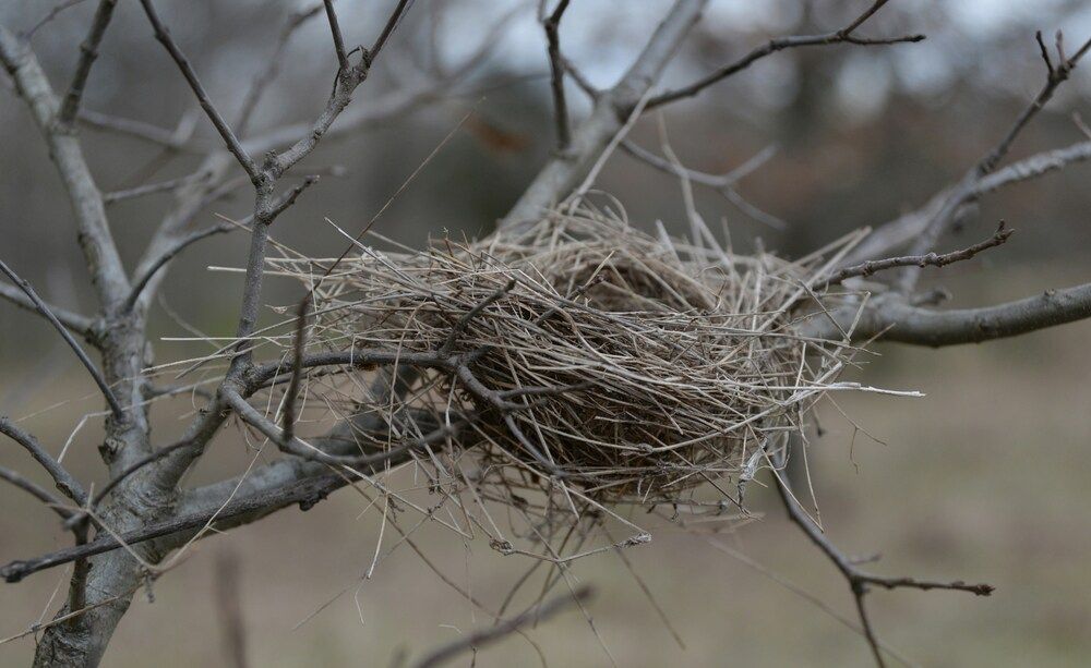 Ein leeres Vogelnest in einem Baum