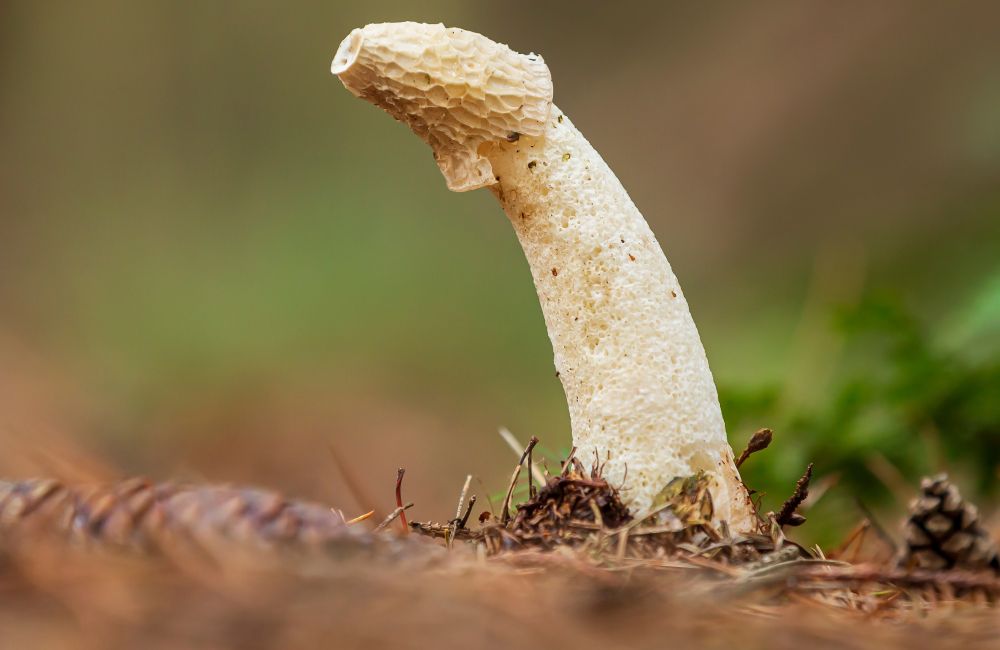 Das Bild zeigt eine Nahaufnahme eines ungewöhnlich geformten Pilzes, der aus dem Waldboden ragt.