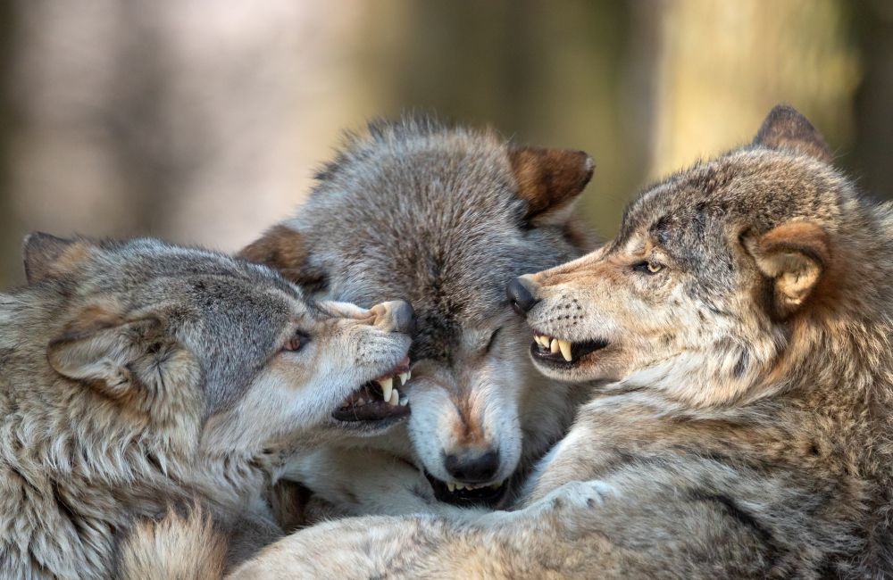 Drei Wölfe fletschen sich gegenseitig die Zähne