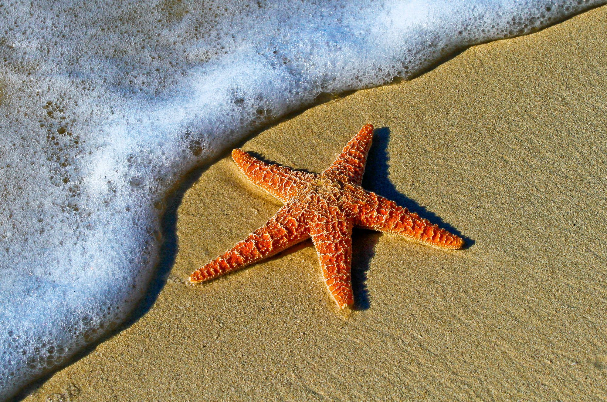 Ein Seestern liegt am Strand