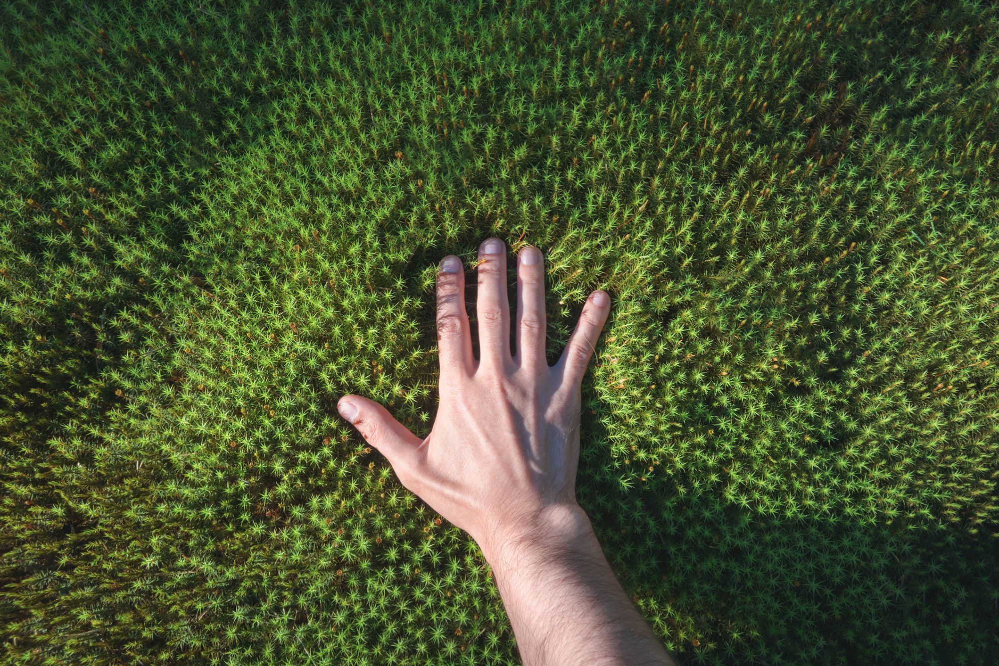 Eine Hand liegt auf weichem Moos