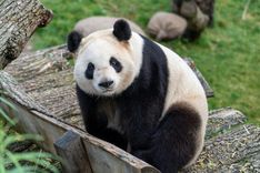 Ein Pandabär