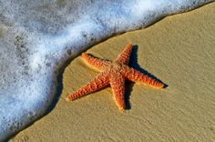 Ein Seestern liegt am Strand